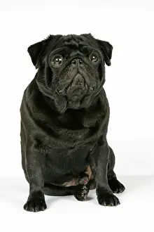 Hared: DOG. Black pug