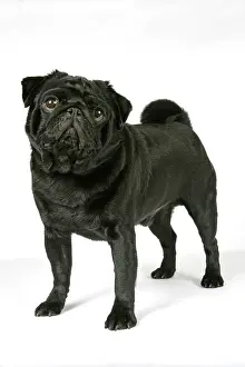 Hared: DOG. Black pug