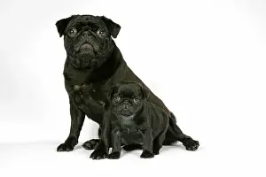 Hared: DOG. Black pug with black puppy (6 weeks old)