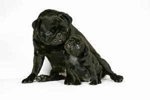Hared: DOG. Black pug with black puppy (6 weeks old)