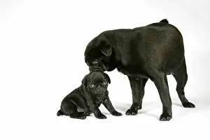 Hared: DOG. Black pug with black puppy (6 weeks old)