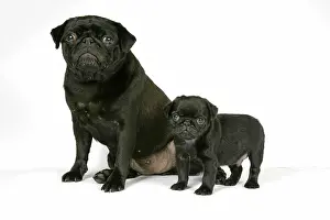 Hared: DOG. Black pug with black puppy (6 weeks old)