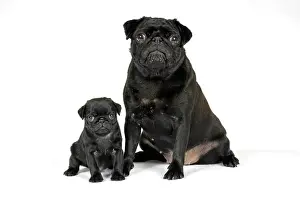 Hared: DOG. Black pug with black puppy (6 weeks old)