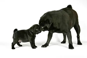 Hared: DOG. Black pug with black puppy (6 weeks old)