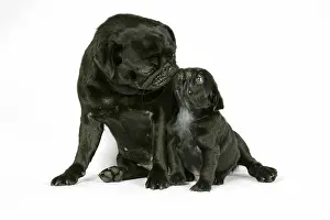 Hared: DOG. Black pug with black puppy (6 weeks old)