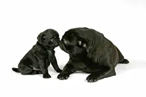 Hared: DOG. Black pug with black puppy (6 weeks old) looking