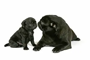 Hared: DOG. Black pug with black puppy (6 weeks old) looking