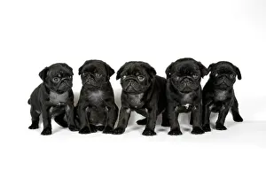 Hared: DOG. Five black pug puppies (6 weeks old)