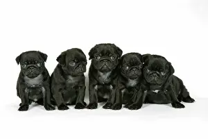Hared: DOG. Five black pug puppies (6 weeks old)