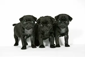 Hared: DOG. Three black pug puppies (6 weeks old)