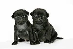 Hared: DOG. Two black pug puppies (6 weeks old)