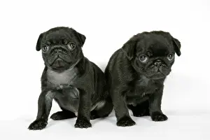 Hared: DOG. Two black pug puppies (6 weeks old)