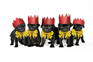 Bows: DOG. Five black pug puppies (6 weeks old) wearing