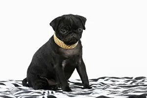 Necklace: DOG. Black Pug puppy ( 12 wks old ) wearing a necklace