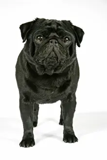 Hared: DOG. Black pug puppy