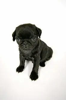 Hared: DOG. Black pug puppy (6 weeks old)
