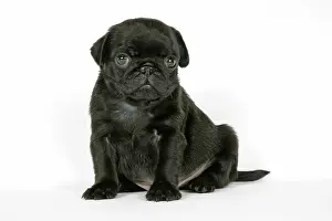 Hared: DOG. Black pug puppy (6 weeks old)