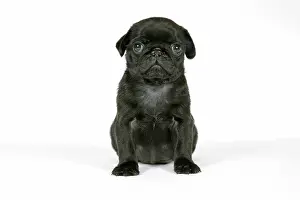 Pugs: DOG. Black pug puppy (6 weeks old)