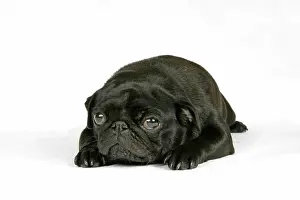 Hared: DOG. Black pug puppy (6 weeks old) lying down