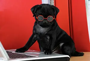 Computer: DOG. Black Pug puppy ( 6 wks old ) at the computer