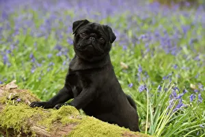 Pugs: Dog Black Pug in a spring Bluebell wood