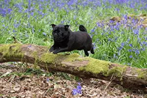 Pugs: Dog Black Pug in a spring Bluebell wood