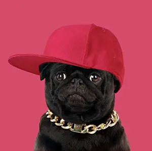 Chilling: DOG - Black Pug wearing a gold chain and baseball