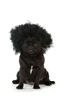 Wigs: Dog - Black Pug wearing a wig
