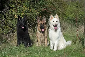 Sable: Dog Black Sable, White German Shepherd x3