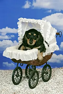 Pram: Dog - Black and tan Dachshund puppy in baby pram