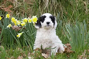 Cockerpoo: Dog - black & white Cockerpoo 7 week old puppy