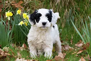 Cockerpoo: Dog - black & white Cockerpoo 7 week old puppy