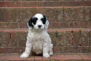 Cockerpoo: Dog - black & white Cockerpoo 7 week old puppy