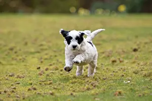 Cockerpoo: Dog - black & white Cockerpoo 7 week old puppy running