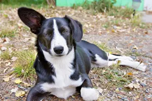 Hangs: Dog - black and white puppy - with one ear standing
