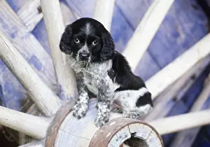 Frederic Rolland: DOG - Black and White puppy sitting on wheel hub