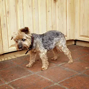 Unhygienic: DOG - blind dog with cataracts