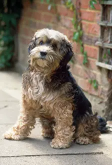 Defects: DOG - blind, sitting