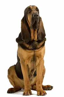 Bloodhound: Dog - Bloodhound. Also known as St Hubert Hound