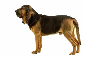 Bloodhound: Dog - Bloodhound. Also known as St Hubert Hound