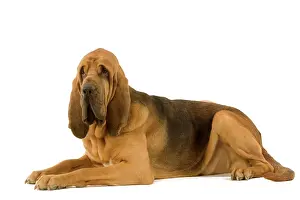 Bloodhound: Dog - Bloodhound. Also known as St. Hubert Hound