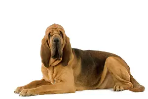 Bloodhound: Dog - Bloodhound. Also known as St Hubert Hound