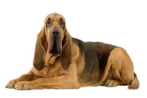 Bloodhound: Dog - Bloodhound. Also known as St Hubert Hound