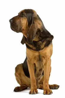 Bloodhound: Dog - Bloodhound / Saint Hubert