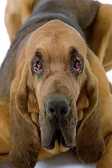 Bloodhound: Dog - Bloodhound / St Hubert Hound - lying down
