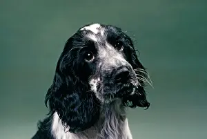 Roan: DOG - Blue Roan COCKER SPANIEL