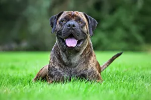 Mastiffs: Dog - Boerboel
