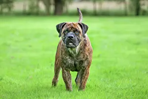 Mastiffs: Dog - Boerboel