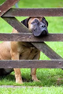 Boerboels: Dog - Boerboel peering through fence