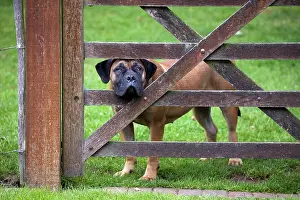 Boerboels: Dog - Boerboel peering through fence